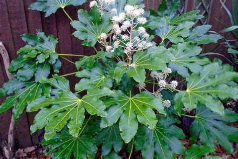 How to Grow and Care for Fatsia Japonica | Plantly