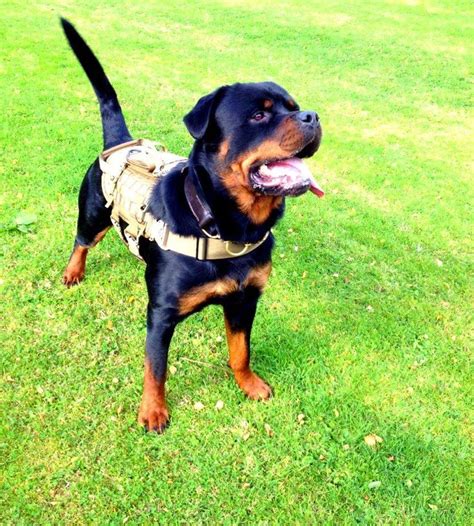 #Rottweiler | Dangerous dogs, Rottweiler, Rottweiler breed