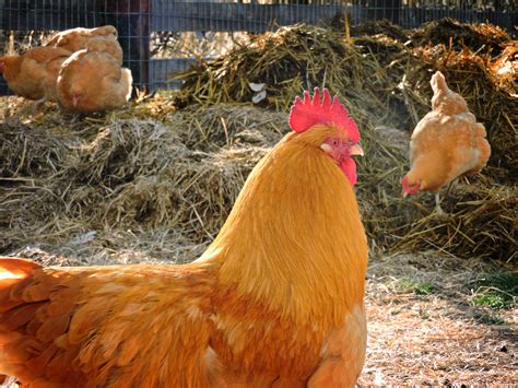 Buff Orpington Rooster & Flock | BackYard Chickens - Learn How to Raise Chickens