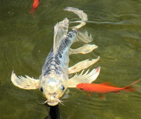 Japanese Butterfly Koi Fish - Koi To The World: Butterfly KOI Pictures / ɲiɕi̥kiꜜɡoi, literally ...