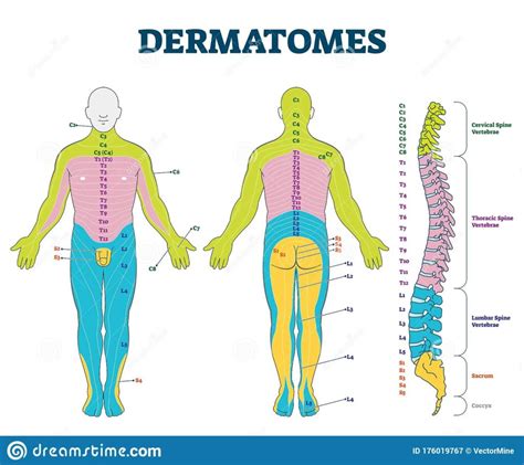 Dermatome Chart Female - Dermatomes Chart and Map