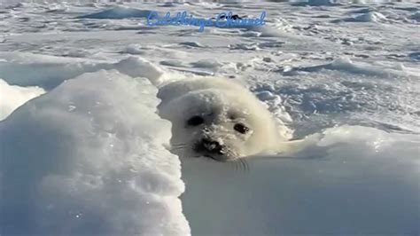 Baby seal (pup) playing on the snow (funny and cute) | Baby seal pup, Seal pup, Baby seal