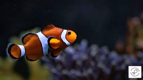 Where Do Clownfish Live? (Habitats of 10 Popular Clownfish Species)