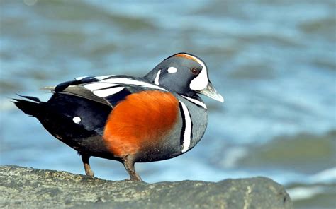 Harlequin Duck – "OCEAN TREASURES" Memorial Library