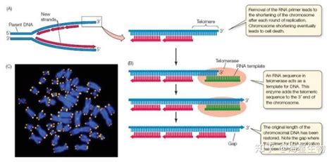 细胞永生化之端粒酶和多种抑癌基因 - 知乎
