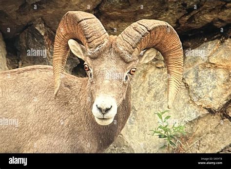 Rocky Mountain big horn sheep, Peter Lougheed Provincial Park ...