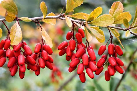 Berberine: Plant-derived supplement is the hot new weight loss trend ...