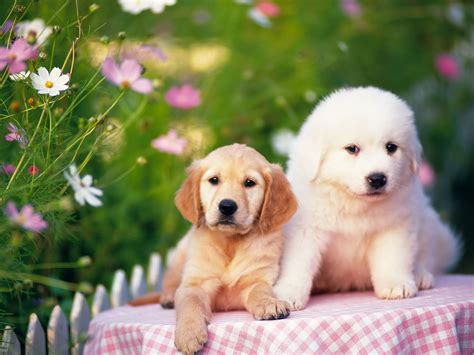 cachorros tiernos | Chiot, Beaux chiens, Photo chien