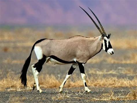 8 of The Biggest African Animals with Horns - 10Largest