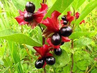 Black Twinberry, Bearberry Honeysuckle - Lonicera involucr… | Flickr