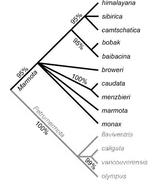 Figure 2 from Morphological evolution in marmots (Rodentia, Sciuridae ...