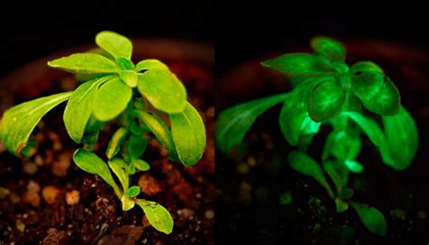 Light up your life with glow-in-the-dark plants - Michigan Gardener