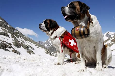 Bernhardiner. | St bernard dogs, Bernard dog, Dogs with jobs