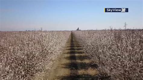 The 2019 Fresno County Blossom Trail is in full bloom! - ABC30 Fresno