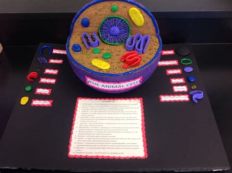 How To Make Animal Cell Project - Create a cross section of an animal ...