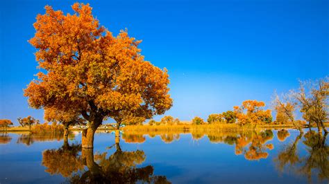 Xinjiang's Tarim River diverted and channeled to nurture world's largest desert poplar forest ...