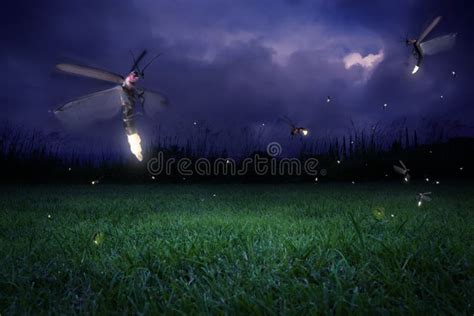 Fireflies at night stock photo. Image of field, stars - 16381328