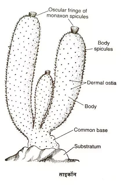 साइकॉन या स्काइफा (Sycon or Scypha): वर्गीकरण, लक्षण|hindi ~ SCIENCE'S World