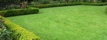 Wintergreen Couch | Lawn Doctor Turf Shop | Wangara | Perth