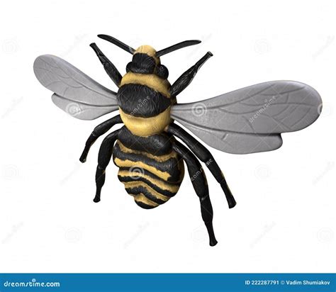 Honey Bee Apis Mellifera, Internal Anatomy And Physiology. Bee Sectional Anatomy Diagram Vector ...