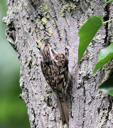 Birding with Flowers: Lockdown (Easing) Treecreeper at the Nest