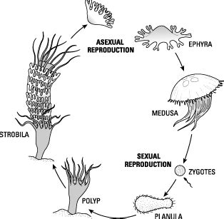 Biol3301: phylum Cnidaria