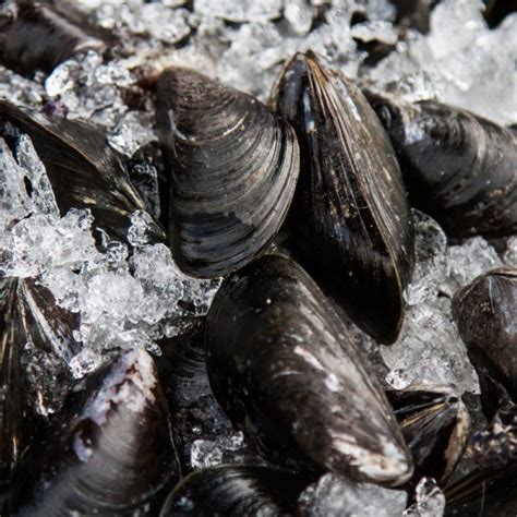 Black Fresh Mussels - Aquidneck Meat Market