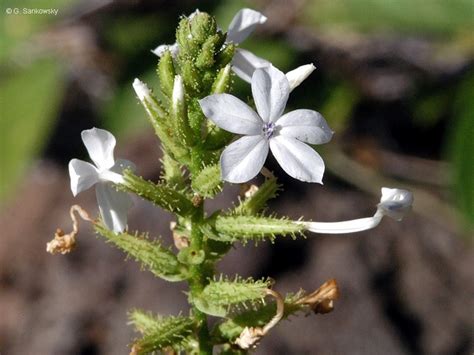 Plumbago zeylanica