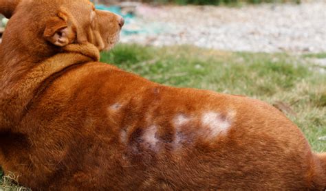 Alopecia in Dogs | PetCoach