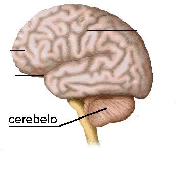 El Cuerpo Humano: Cerebelo