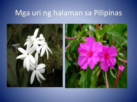 Mga Halaman Sa Pilipinas | Images and Photos finder