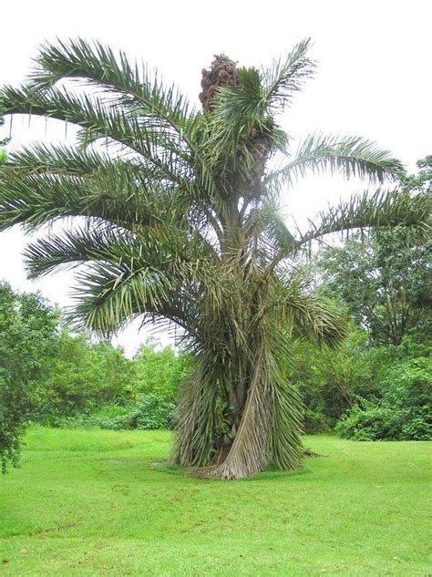 PlantFiles Pictures: Raffia Palm (Raphia farinifera) by palmbob