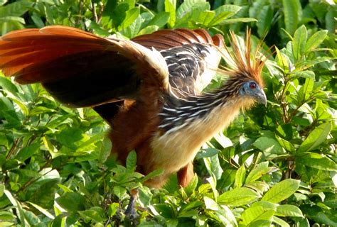 The Hoatzin The National Bird Of Guyana | Dog Breeds Picture