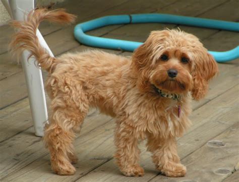 Cockapoo - Breeders, Puppies and Breed Information - Dogs Australia - Choosing a Breed, Health ...