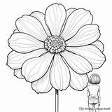 Zinnia Coloring Pages  Free & Printable sketch template