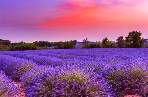 Sunset Over Lavender Field In Provence Stock Photo - Download Image Now - iStock