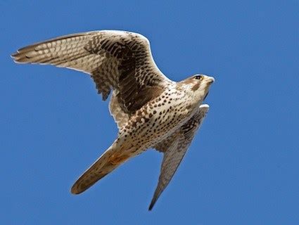 Prairie falcon - Alchetron, The Free Social Encyclopedia