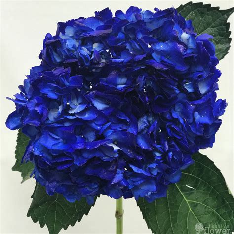 Electric Blue Hydrangeas (Navy Blue) – Festive Flower