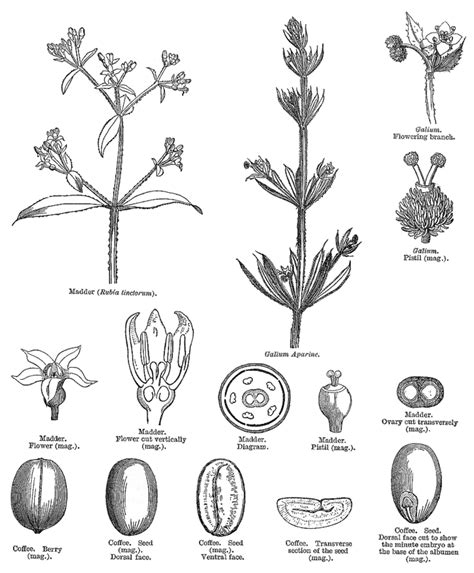 Rubiaceae ~ Everything You Need to Know with Photos | Videos