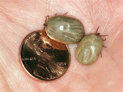 Tick Prevention Worth the Effort | CropWatch | University of Nebraska ...