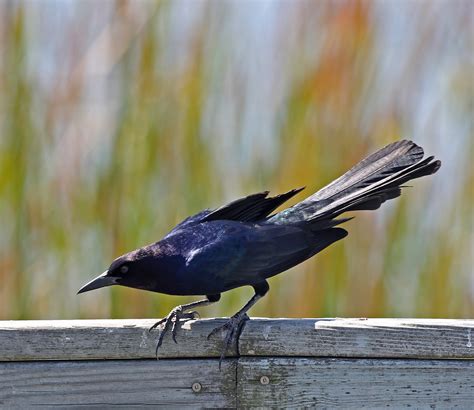 Pictures and information on Boat-tailed Grackle