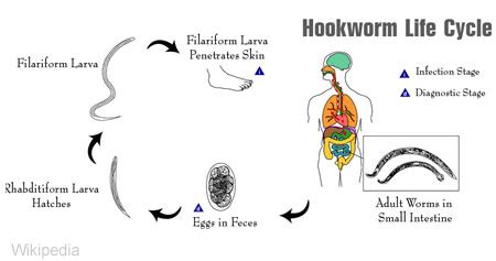 Ancylostoma Duodenale Life Cycle