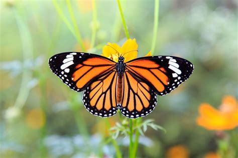 Wild Profile: Meet the monarch butterfly - Cottage Life