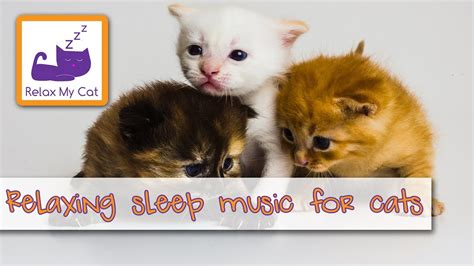 Relaxing Sleep Music for Cats 🐱 #SLEEP09 - YouTube