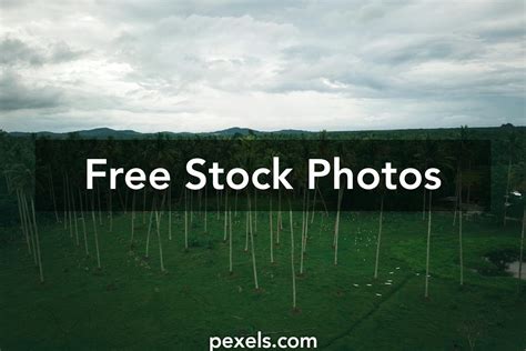 Plantation Forest Photos, Download The BEST Free Plantation Forest ...