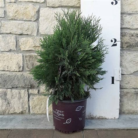 Technito Arborvitae - 2 Gallon Container - Grimm's Gardens