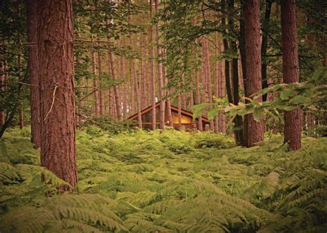 Sherwood Forest Lodges in Sherwood Forest, Nr Edwinstowe, Nottinghamshire | Hoseasons