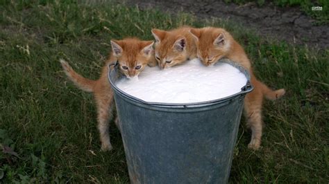 Milk for cats - LTs Blog