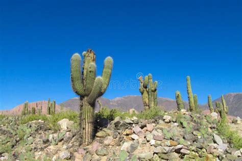 Giant Cactus Valley in South America Stock Image - Image of mountains, grow: 93908879