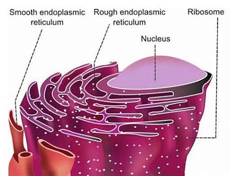 Endoplasmic Reticulum Function, Definition, Structure, Location and Diagram - Jotscroll